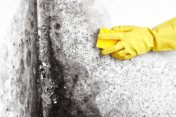 Trusted St Petersburg, FL Mold Removal Experts
