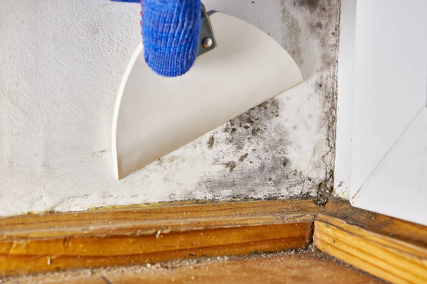 Best Indoor Air Quality Assessment  in St Petersburg, FL